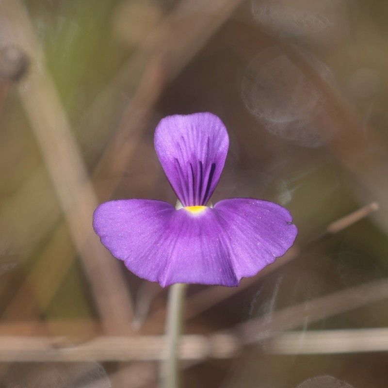 Utricularia singeriana photo 7