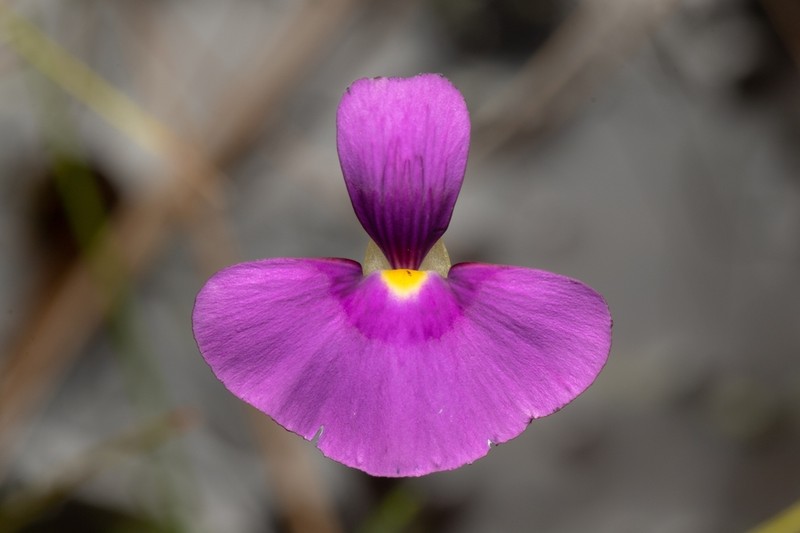 Utricularia singeriana photo 8