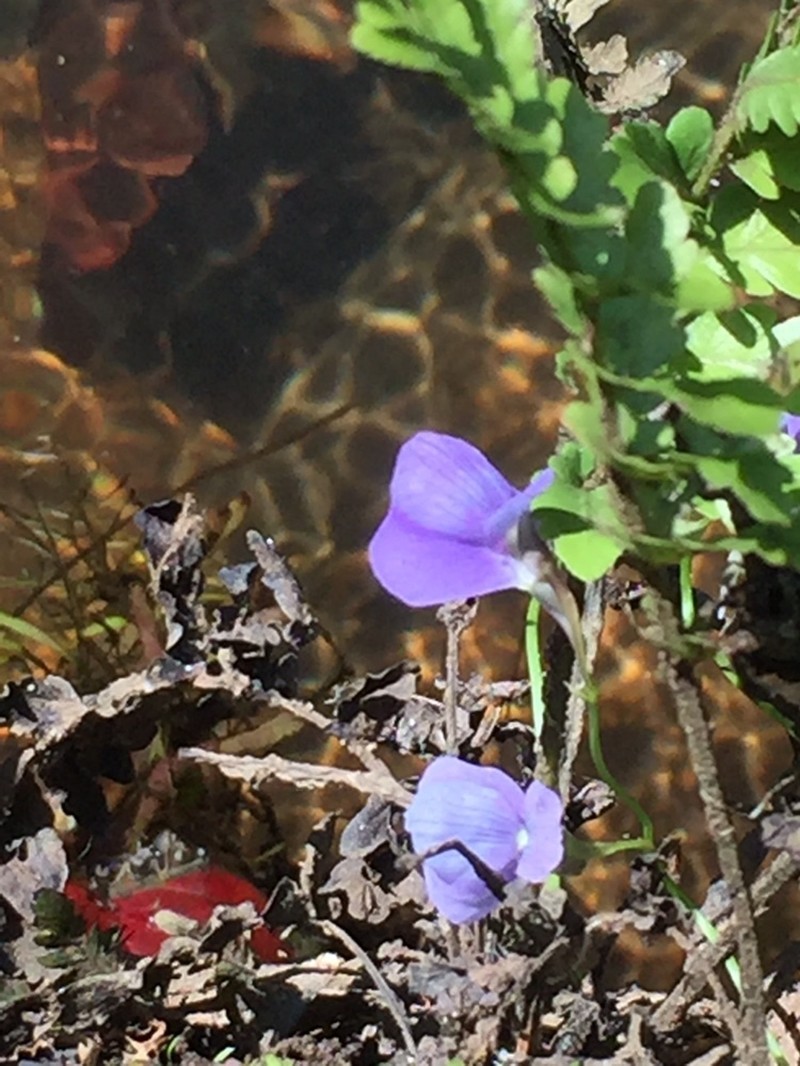 Utricularia smithiana photo 2