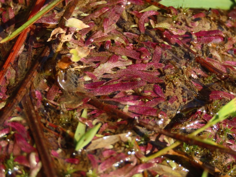 Utricularia smithiana photo 3