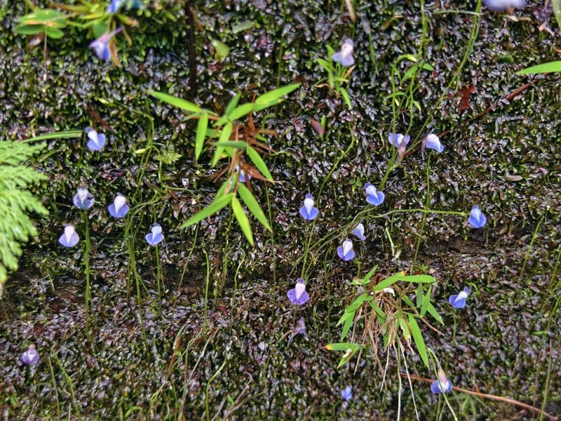 Utricularia smithiana photo 4