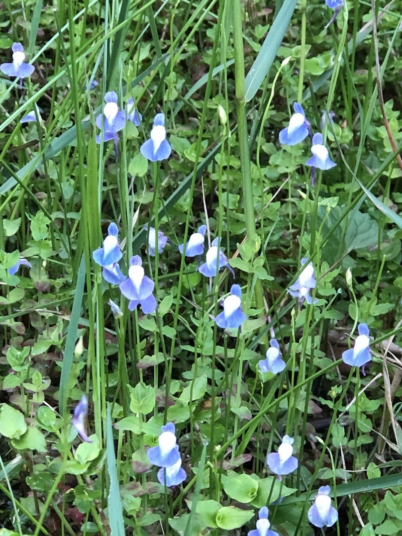 Utricularia smithiana photo 5