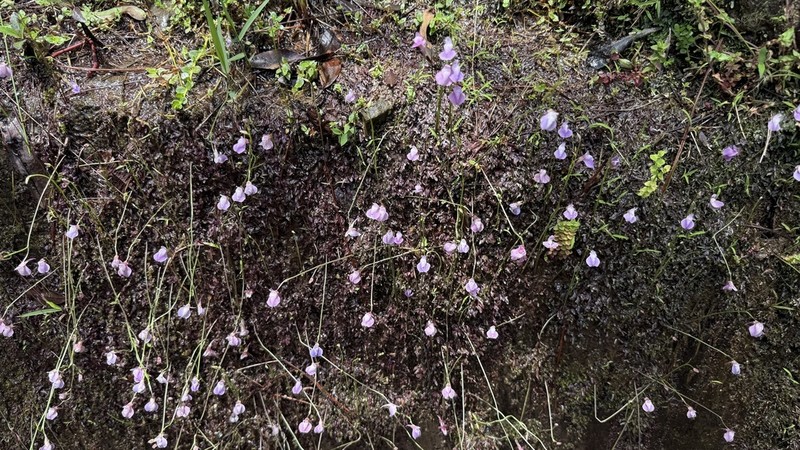 Utricularia smithiana photo 6