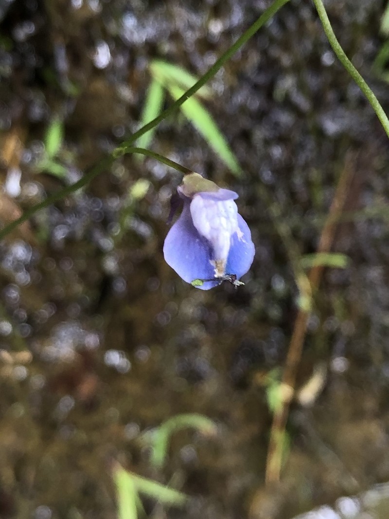 Utricularia smithiana photo 7