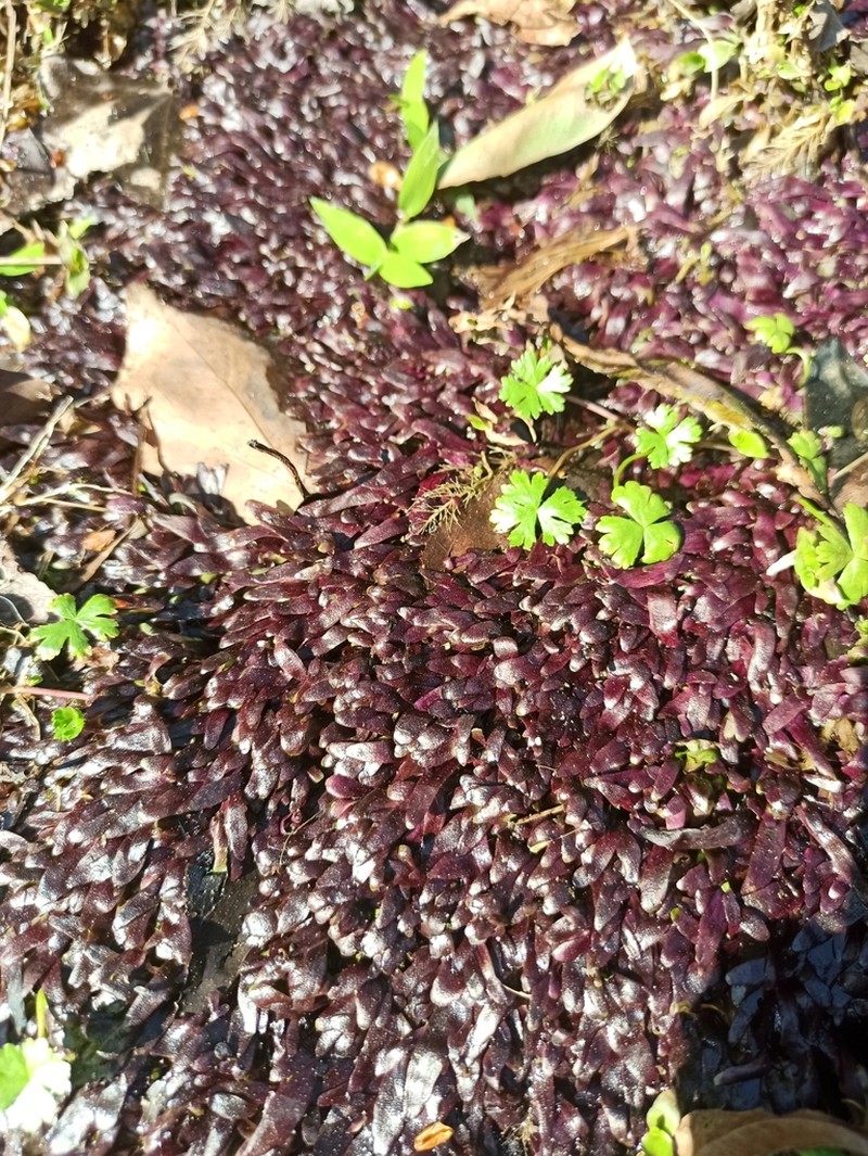 Utricularia smithiana photo 8