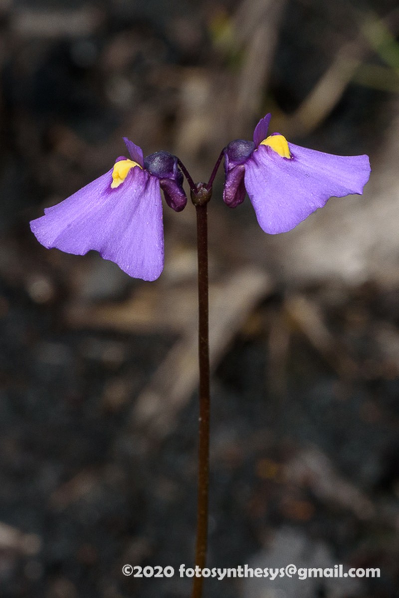 Utricularia speciosa