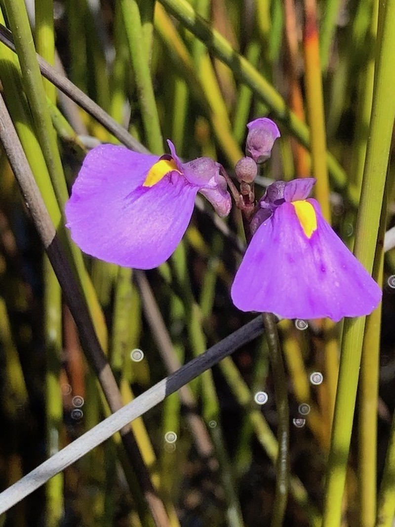 Utricularia speciosa photo 2