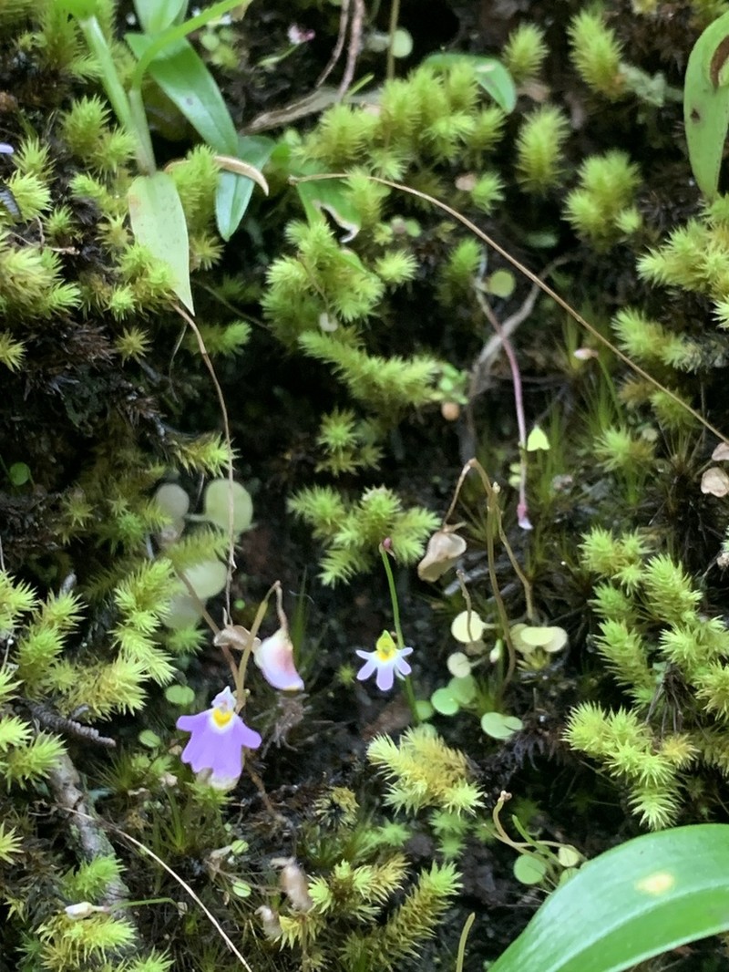 Utricularia spinomarginata