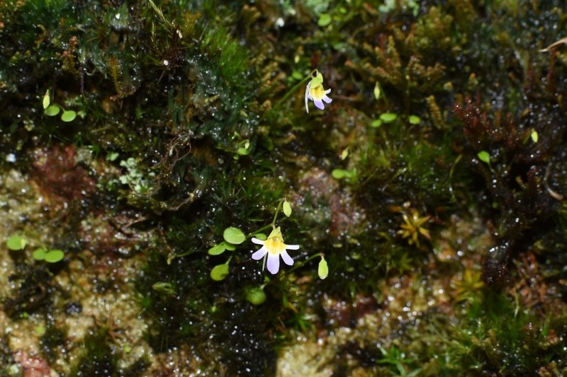 Utricularia spinomarginata photo 2