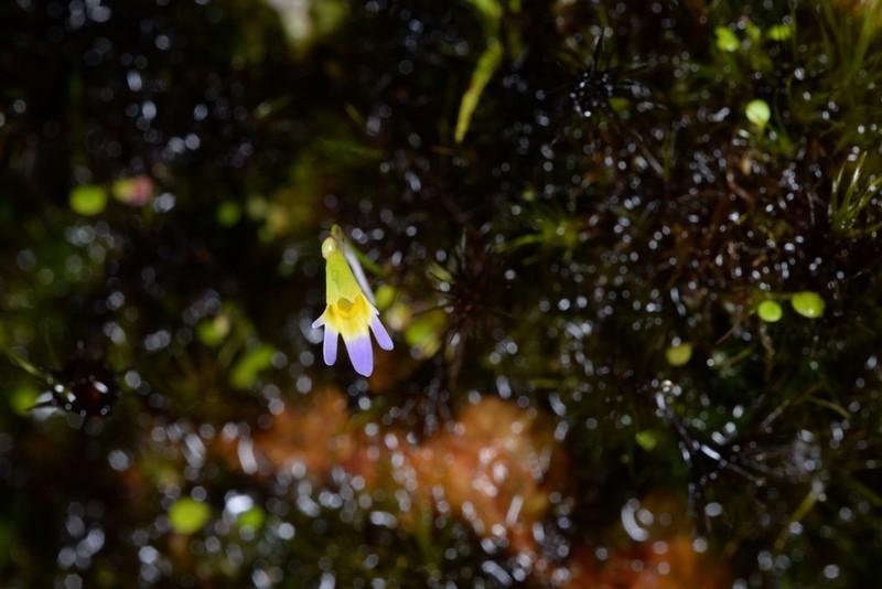 Utricularia spinomarginata photo 3
