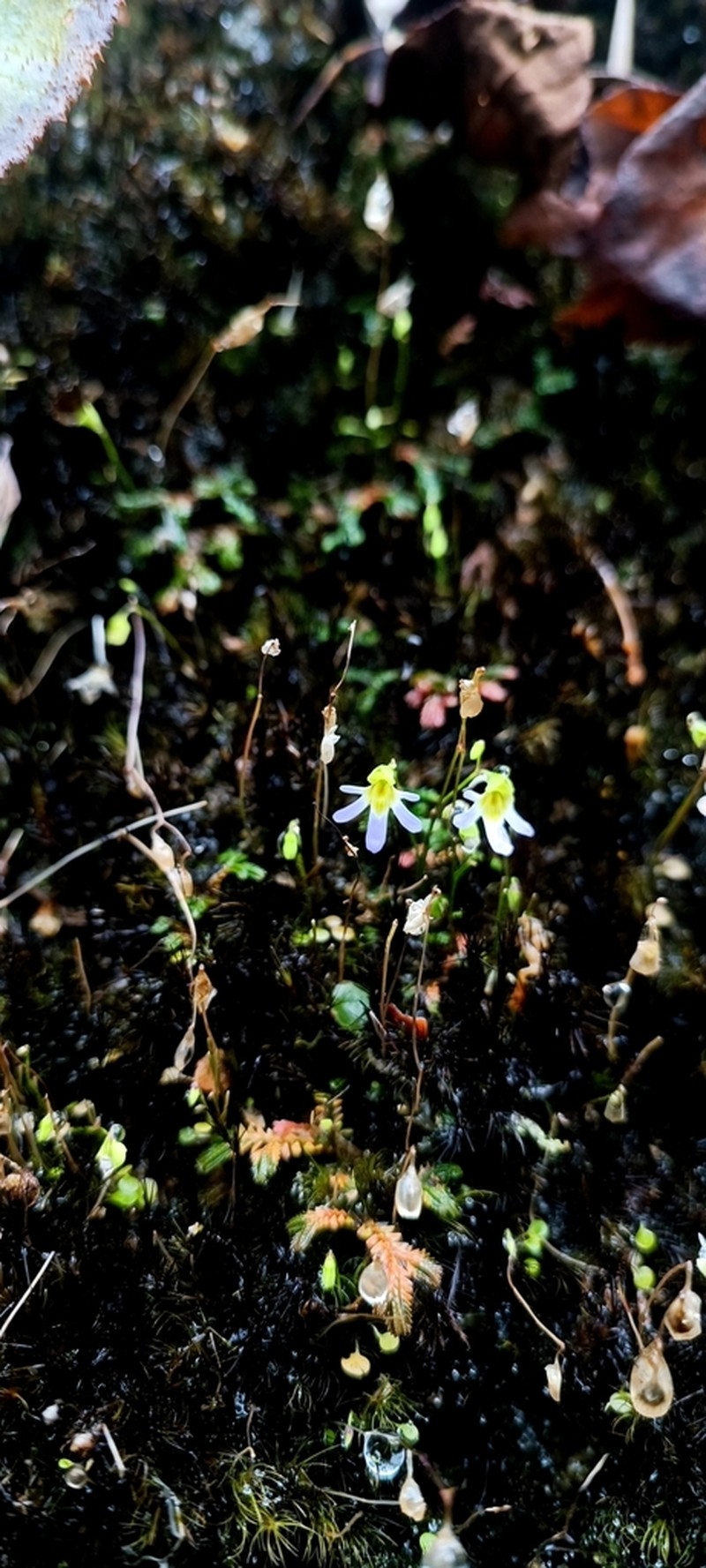 Utricularia spinomarginata photo 5