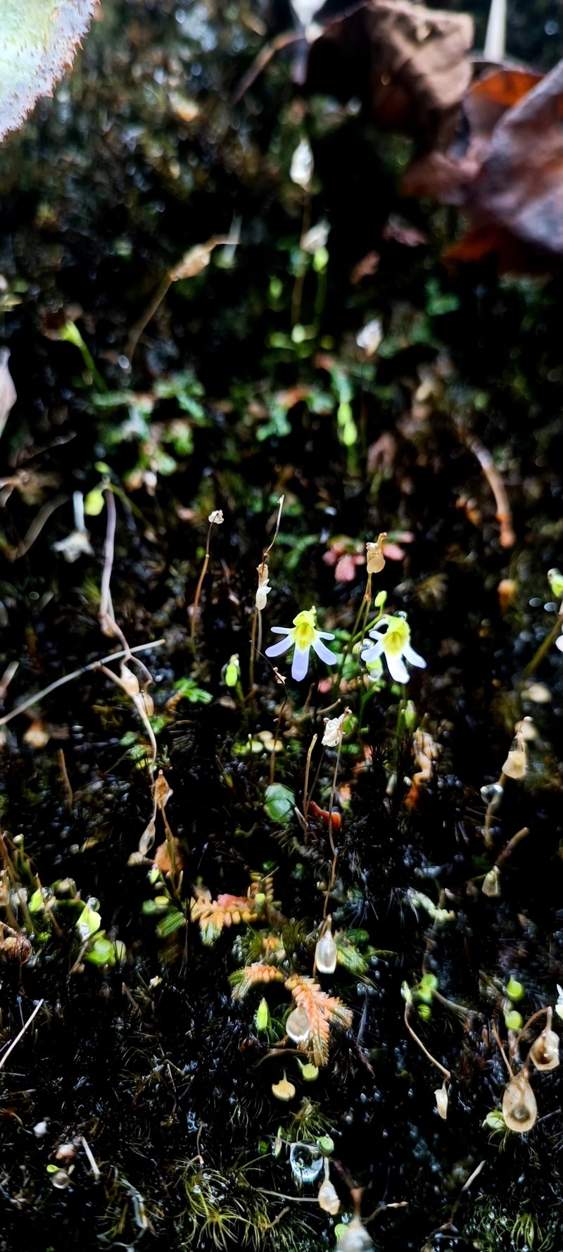Utricularia spinomarginata photo 6