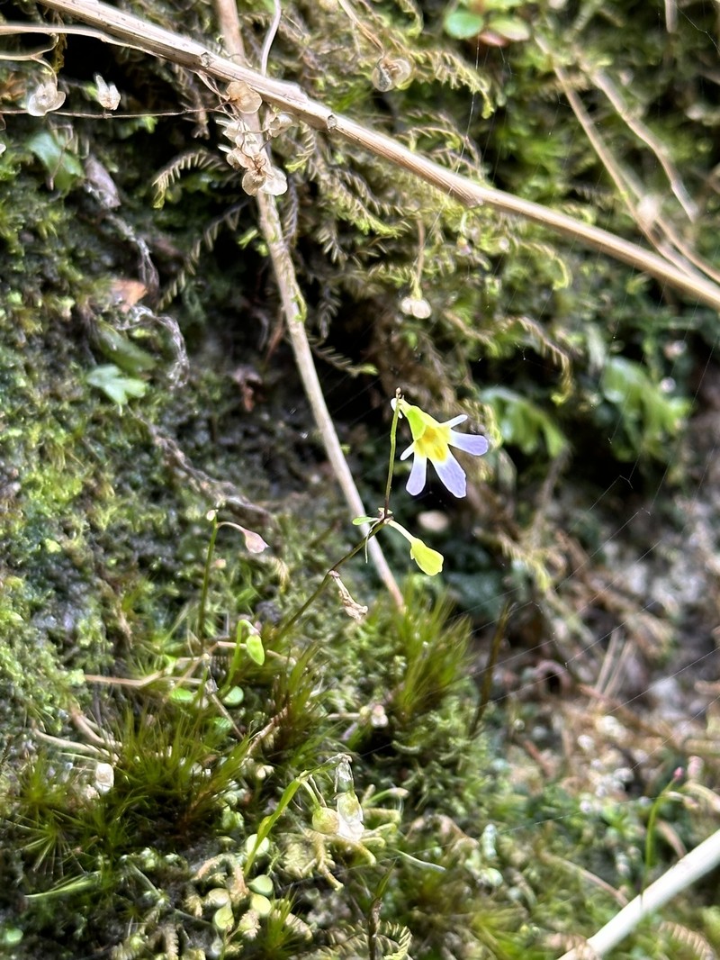 Utricularia spinomarginata photo 7