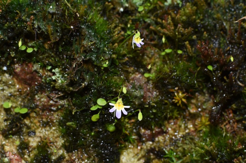 Utricularia spinomarginata photo 8