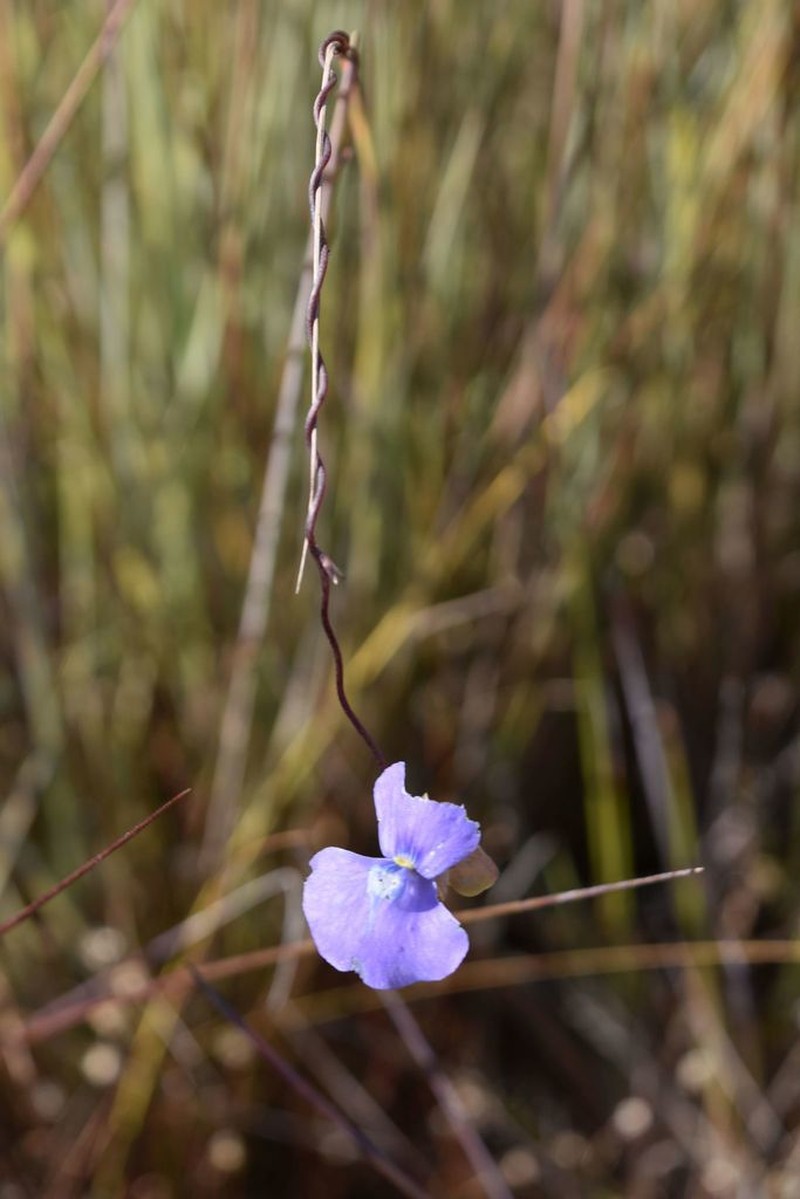 Utricularia spiralis
