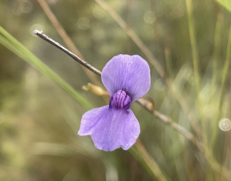 Utricularia spiralis photo 2