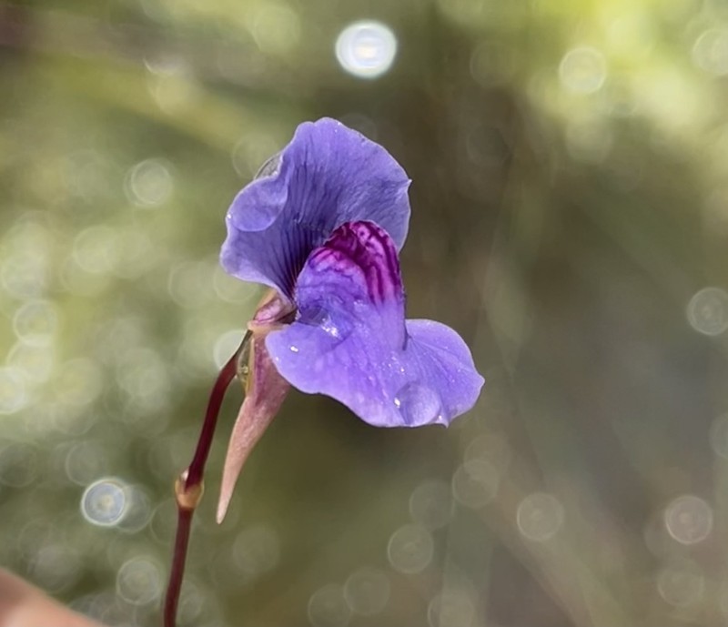 Utricularia spiralis photo 3
