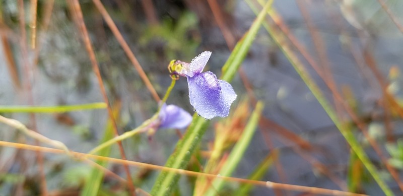 Utricularia spiralis photo 4