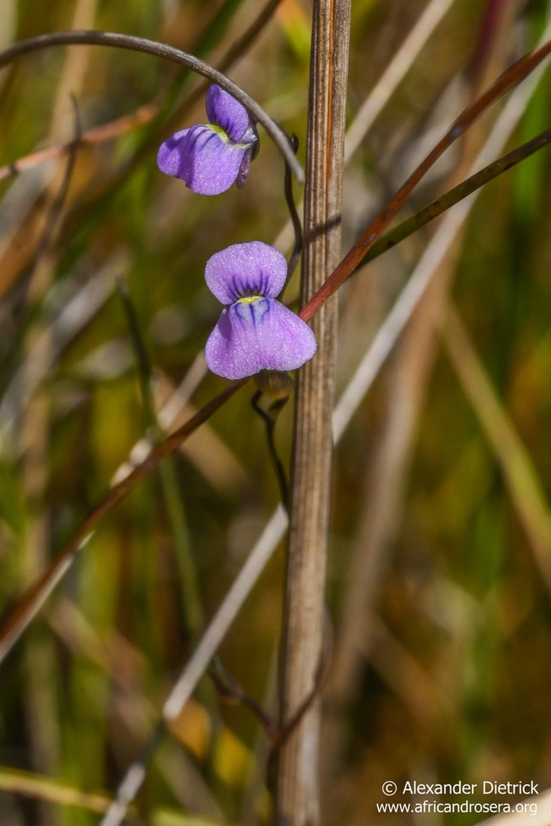 Utricularia spiralis photo 5