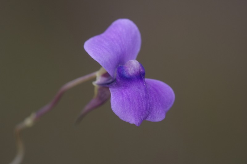 Utricularia spiralis photo 6