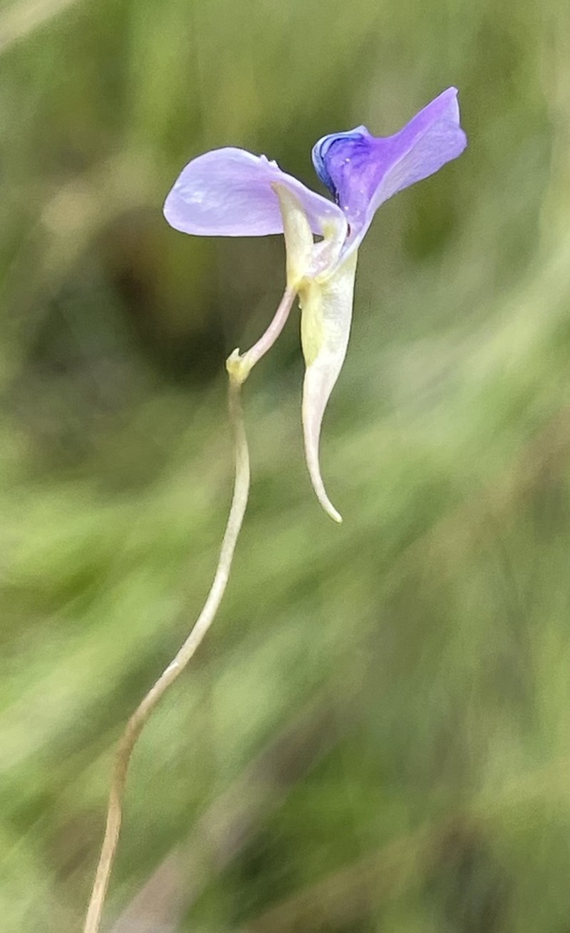 Utricularia spiralis photo 7
