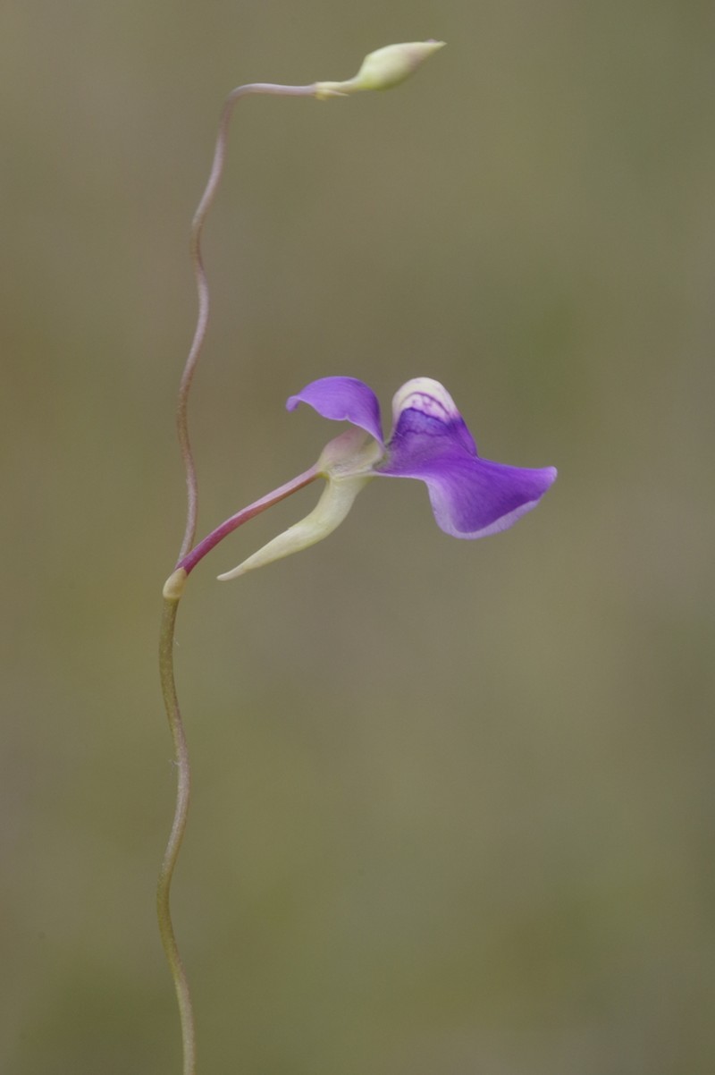 Utricularia spiralis photo 8