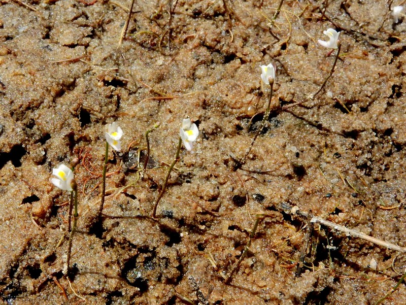 Utricularia spruceana photo 2