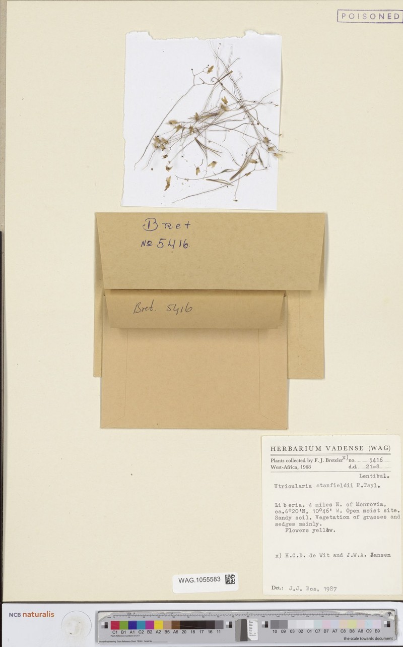 Utricularia stanfieldii
