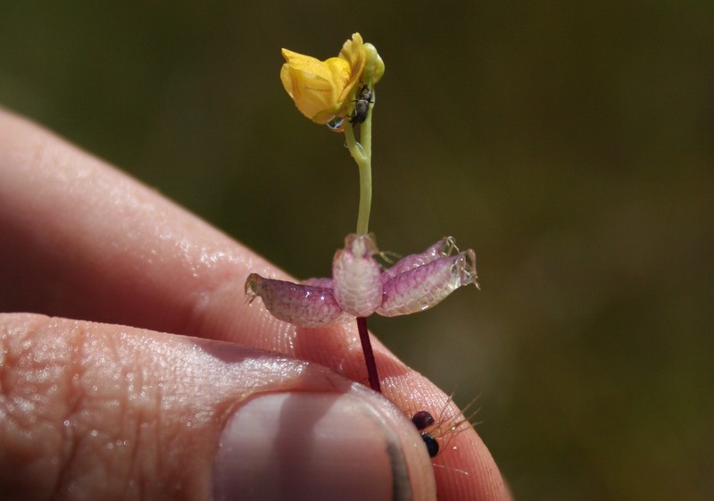 Utricularia stellaris photo 2