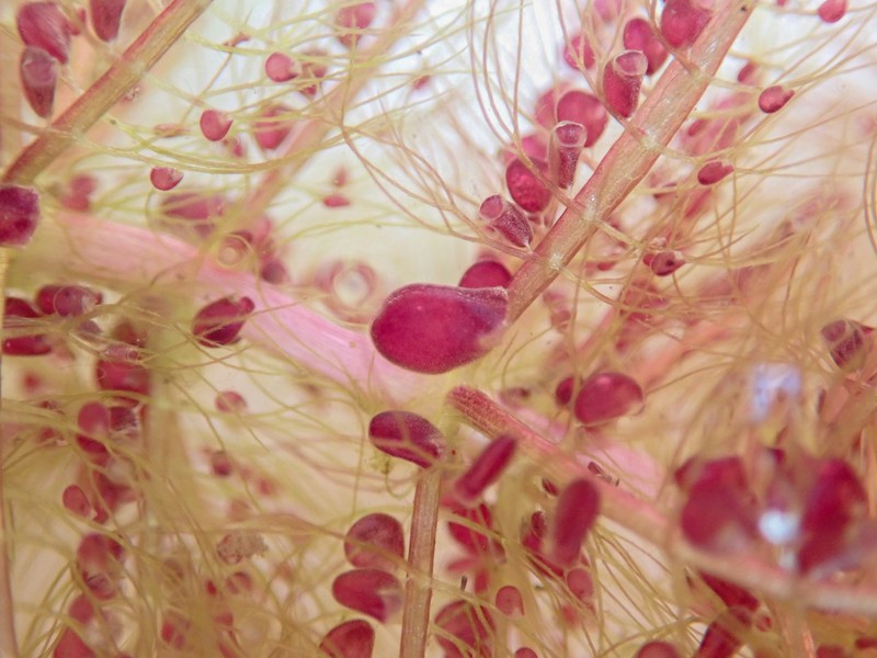 Utricularia stellaris photo 4
