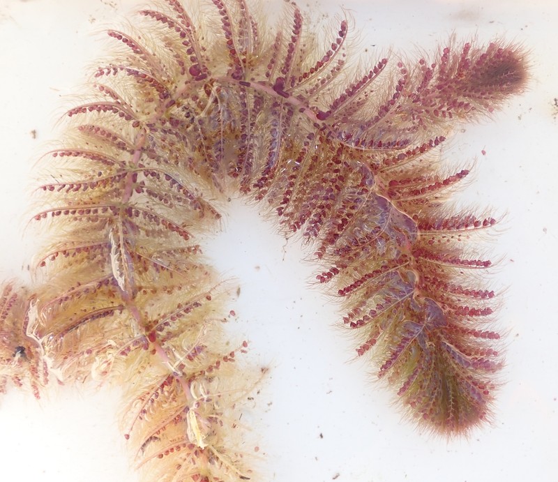 Utricularia stellaris photo 5