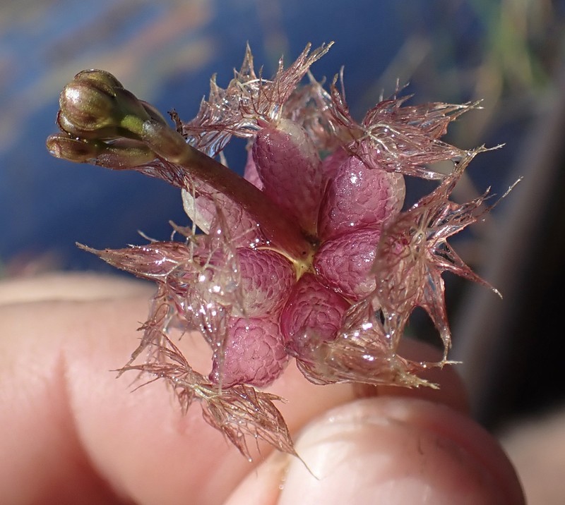 Utricularia stellaris photo 6