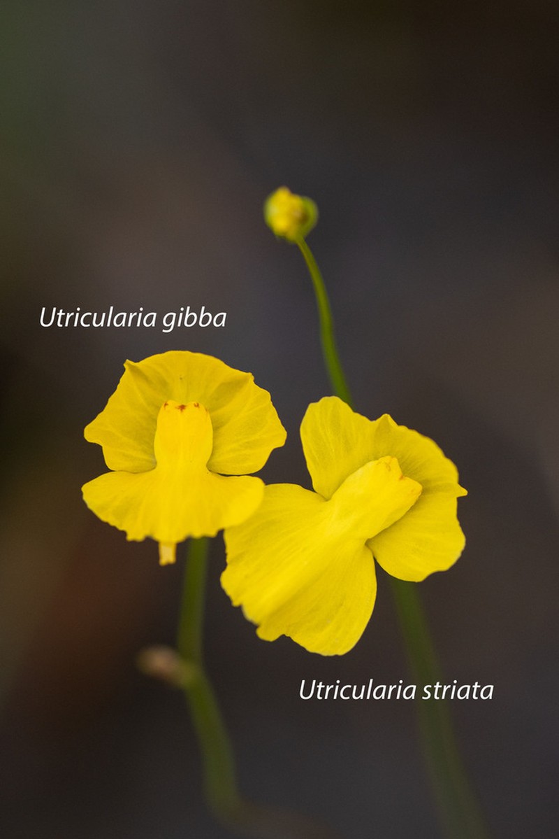 Striped Bladderwort photo 3