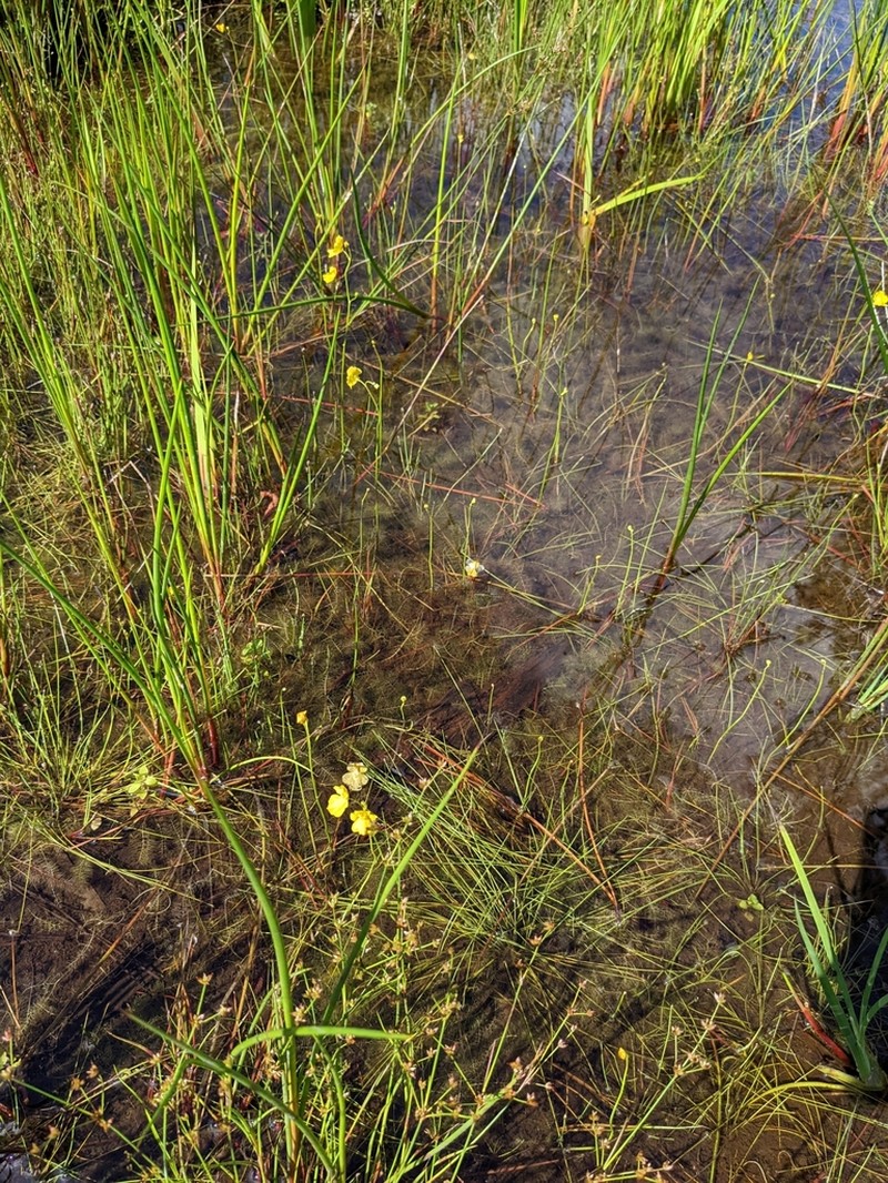 Striped Bladderwort photo 5