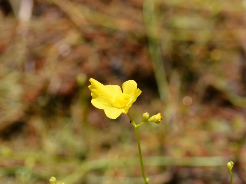 Striped Bladderwort photo 6