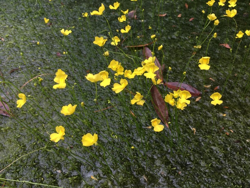 Striped Bladderwort photo 7