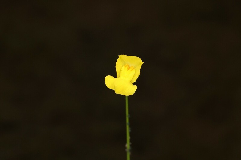 Striped Bladderwort photo 8