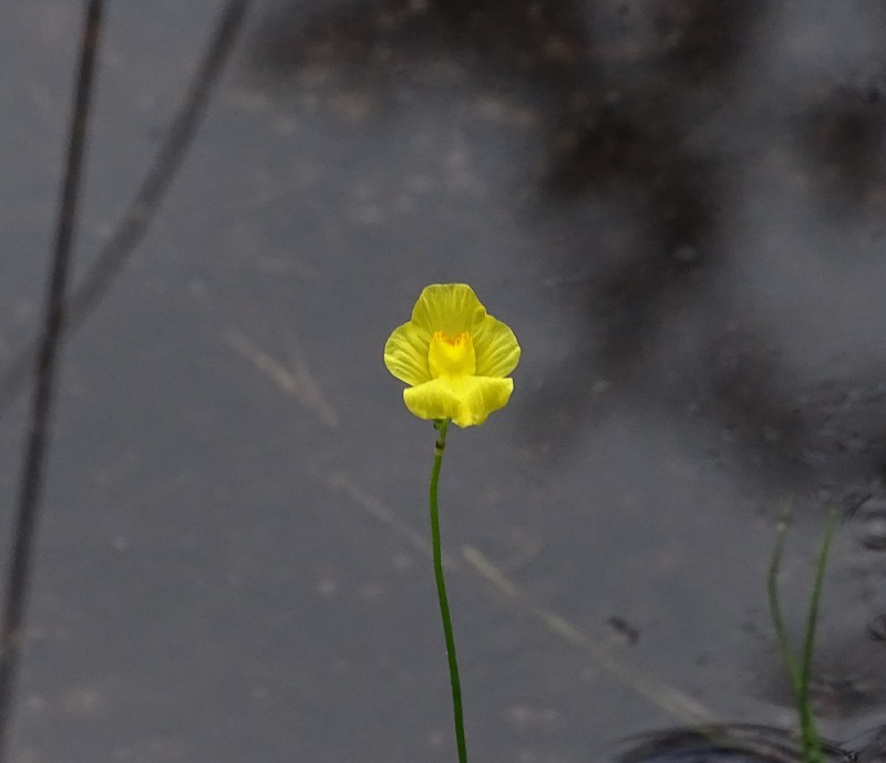 Striped Bladderwort photo 2