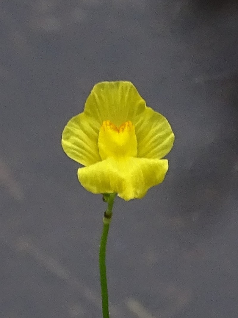 Striped Bladderwort