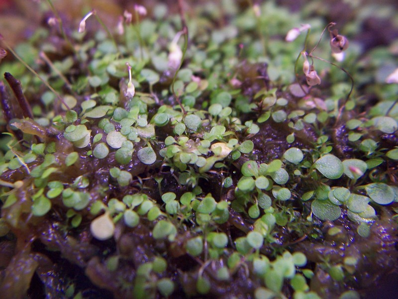 Utricularia striatula