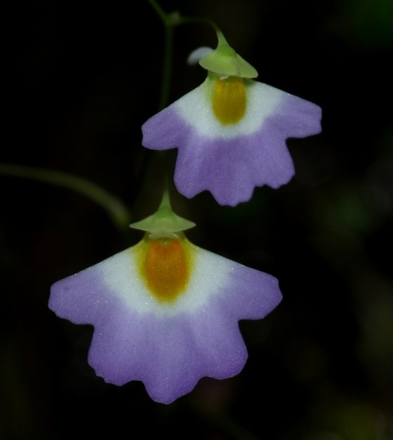 Utricularia striatula photo 3