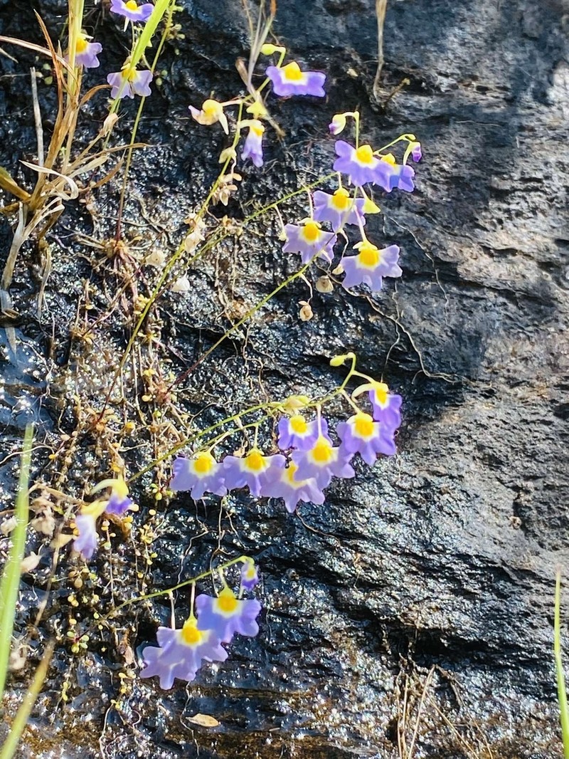 Utricularia striatula photo 4