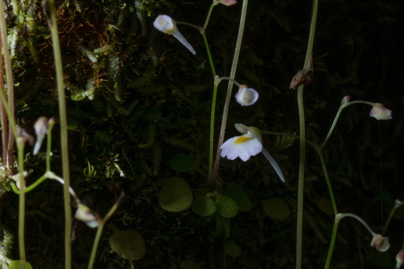 Utricularia striatula photo 5