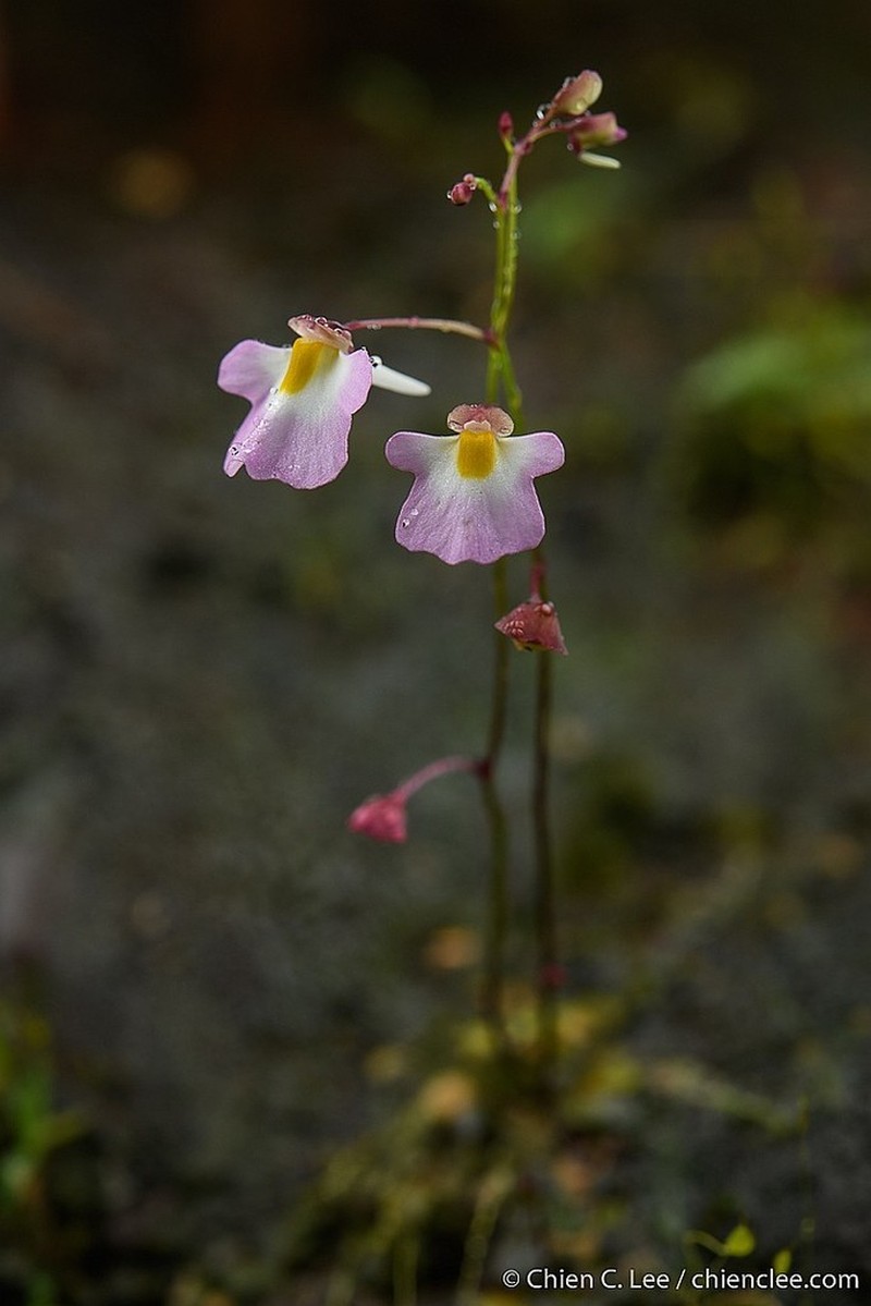 Utricularia striatula photo 6
