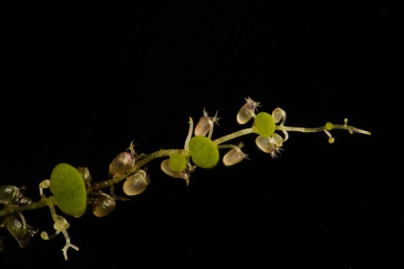 Utricularia striatula photo 7