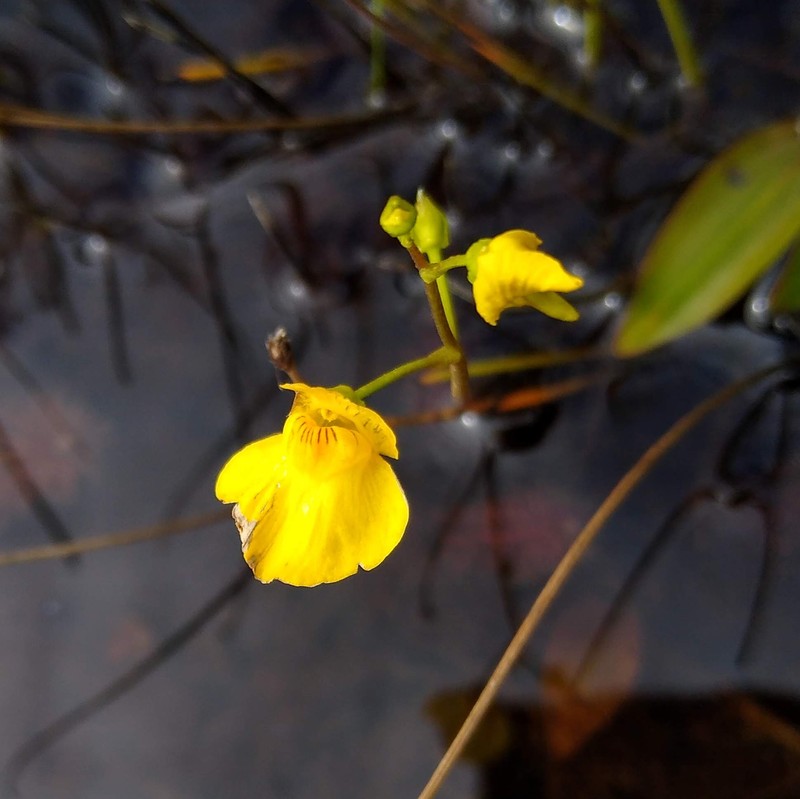 Arctic Bladderwort