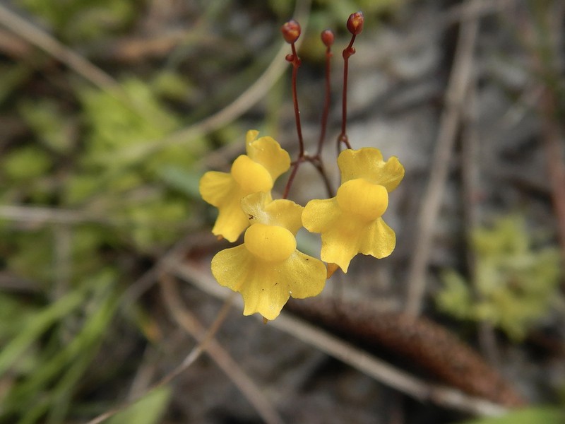Zigzag Bladderwort photo 4