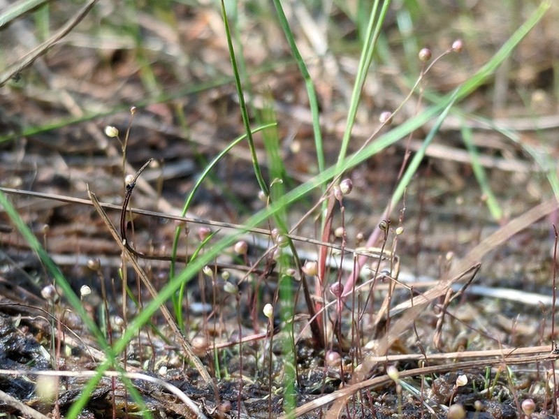 Zigzag Bladderwort photo 5