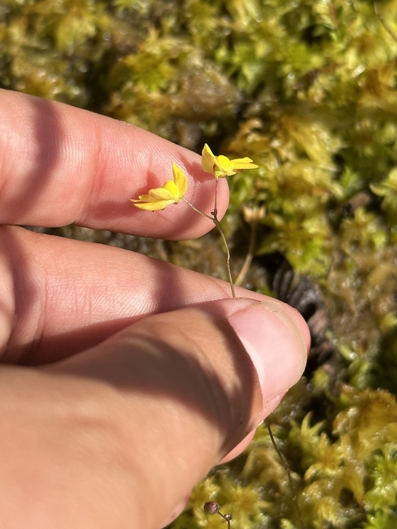 Zigzag Bladderwort photo 6