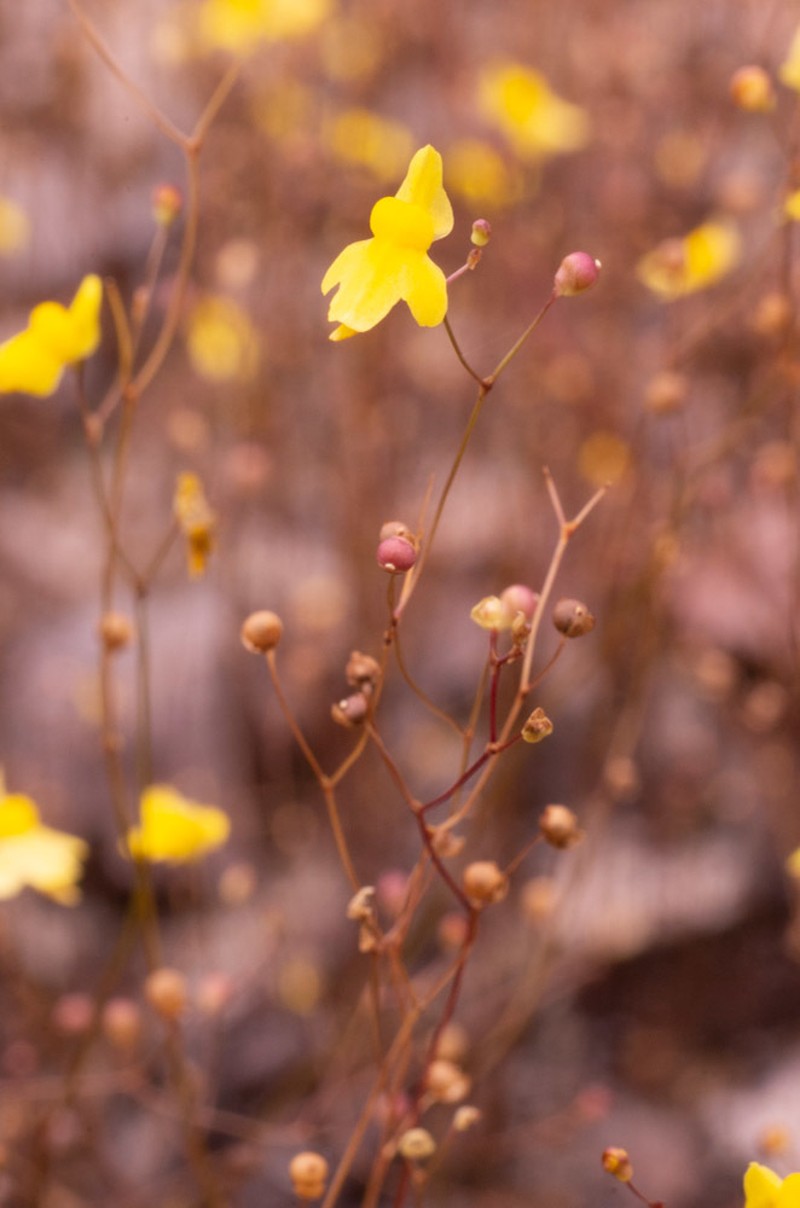 Zigzag Bladderwort photo 7